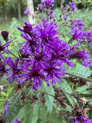 Vernonia noveboracensis