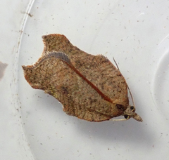 Acleris emargana