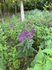 Vernonia noveboracensis