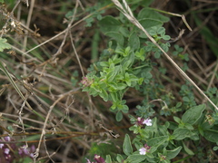 Origanum vulgare