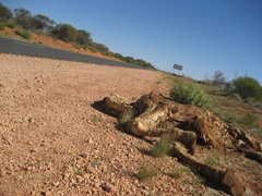 Camelus dromedarius