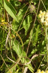 Phaneroptera falcata