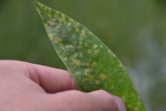 Puccinia