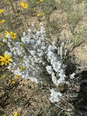 Krascheninnikovia lanata