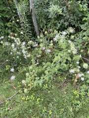 Symphyotrichum drummondii