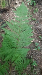 Athyrium