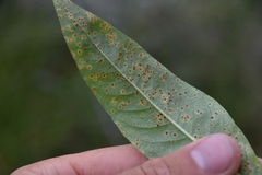 Puccinia
