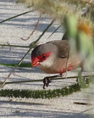 Estrilda astrild