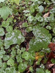 Menispermum canadense