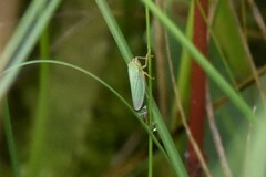 Cicadellini