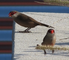 Estrilda astrild