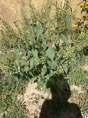 Cyclachaena xanthiifolia