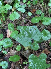 Menispermum canadense