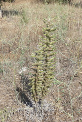 Echium italicum