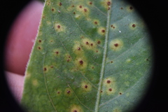 Puccinia