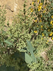 Cyclachaena xanthiifolia