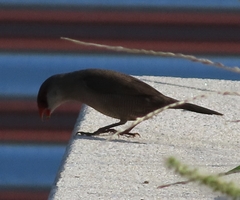 Estrilda astrild