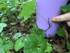 Menispermum canadense