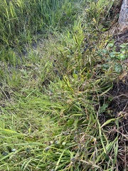 Asparagales
