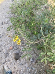 Hoffmannseggia glauca