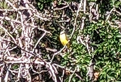 Pitangus sulphuratus