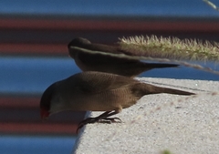 Estrilda astrild