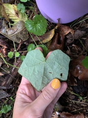 Menispermum canadense