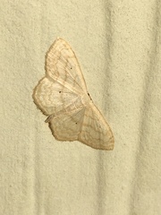 Scopula