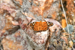 Coladenia indrani