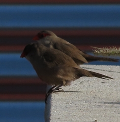 Estrilda astrild