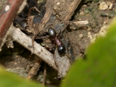 Camponotus ligniperda