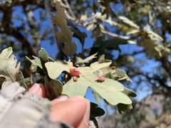 Cynips douglasii