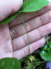 Menispermum canadense