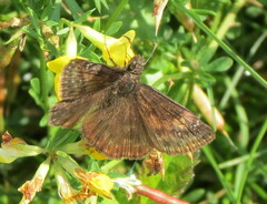 Erynnis