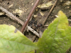 Camponotus ligniperda