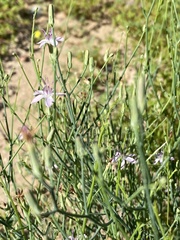 Stephanomeria pauciflora