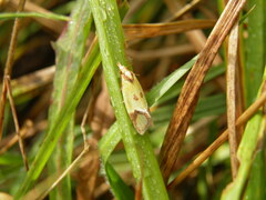 Agapeta zoegana