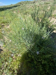 Stephanomeria pauciflora