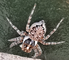 Menemerus semilimbatus
