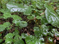 Menispermum canadense