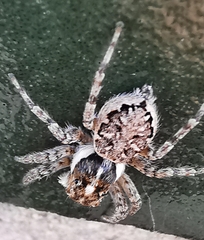 Menemerus semilimbatus