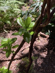 Ilex anomala