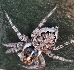 Menemerus semilimbatus