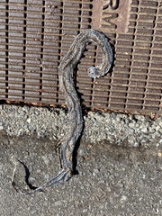 Serpentes