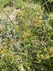 Cyperus esculentus