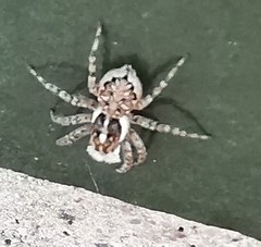 Menemerus semilimbatus