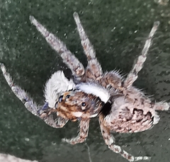 Menemerus semilimbatus