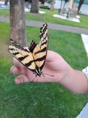Papilio multicaudata
