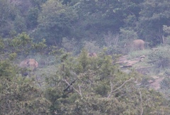 Elephas maximus indicus