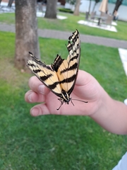 Papilio multicaudata